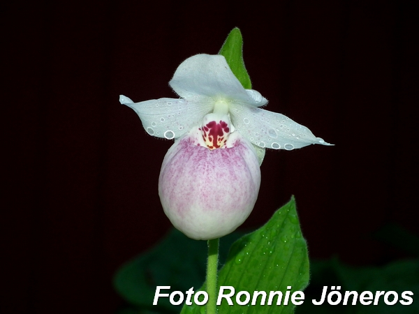 cypripedium 